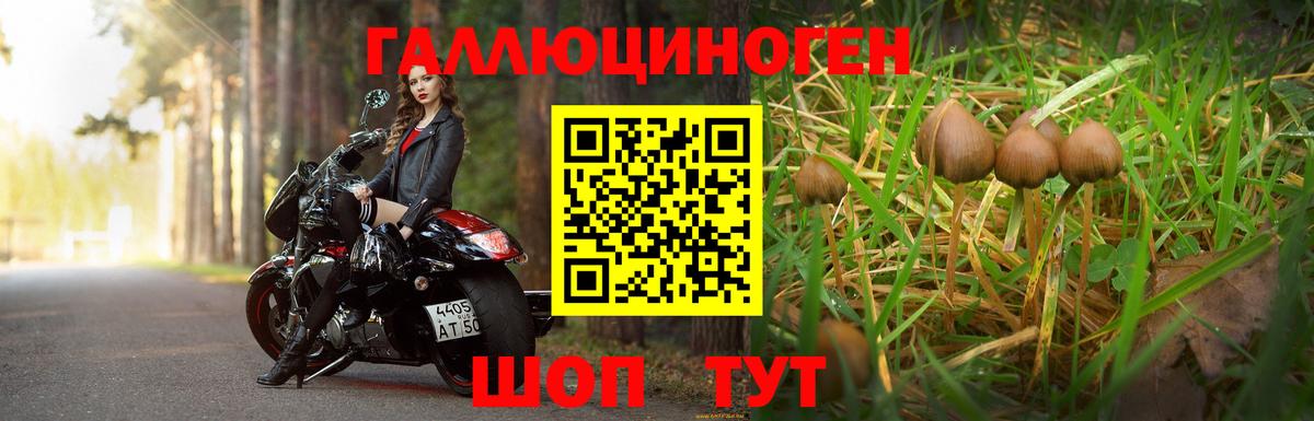 Псилоцибиновые грибы GOLDEN TEACHER  Вход с VPN  Черняховск 